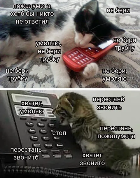 Кот умоляет не брать трубку
