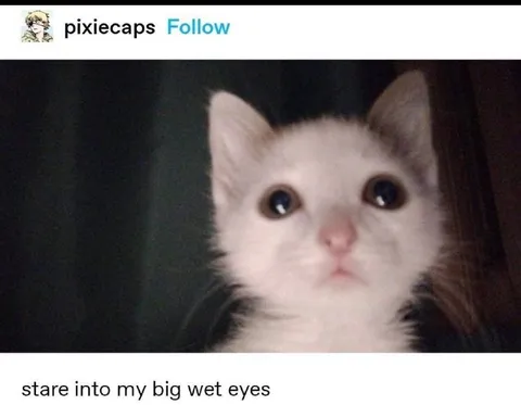 Big Wet Eyes Cat