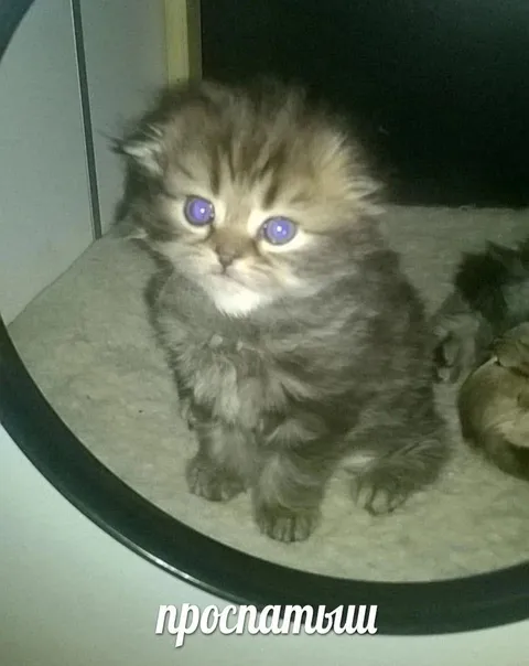 Котёнок проспатыш