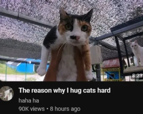 The Reason I Hug Cats Hard
