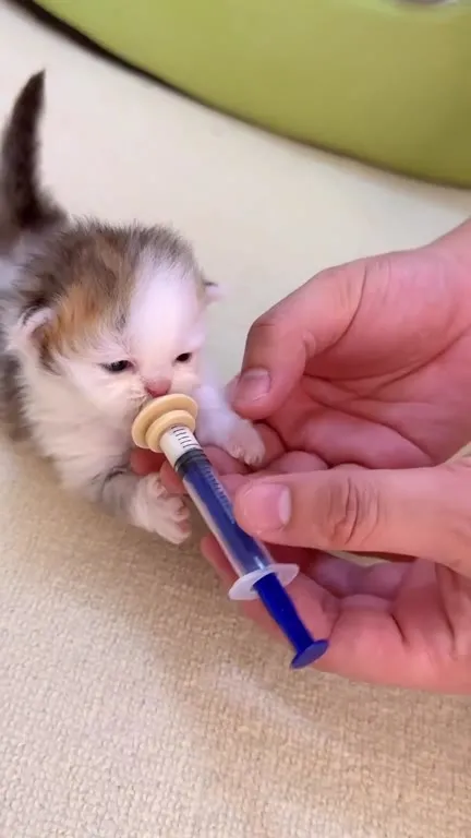Котёнок с пустышкой-шприцем