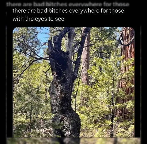 Bad Bitches in the Forest