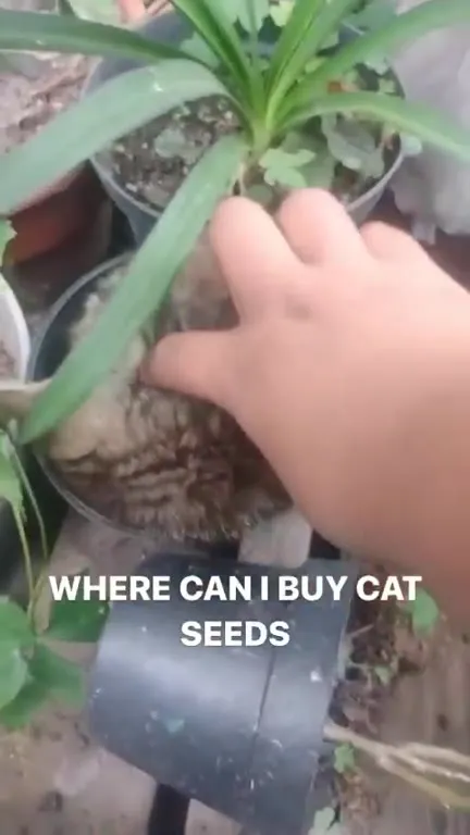 Where Can I Buy Cat Seeds