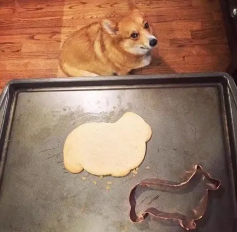 Корги ждёт печенье