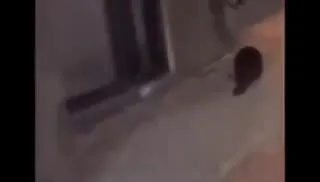 Бобер у окна