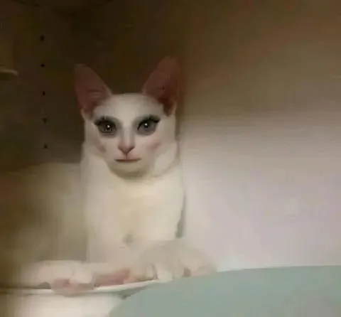 Кот смотрит с осуждением