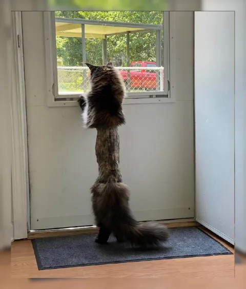 Кот выглядывает в окно