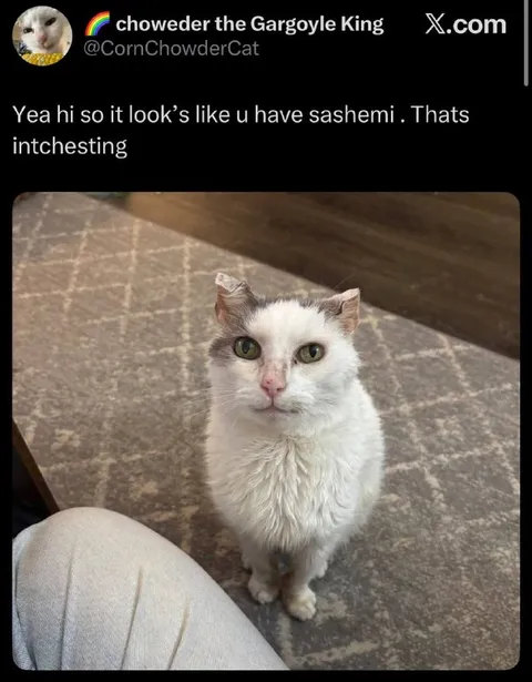 Cat Says Thats Intchesting