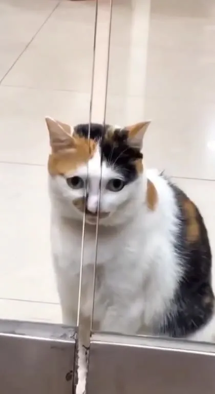 Кот проверяет, работаете ли вы