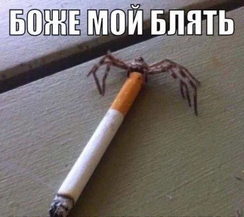 Паук на сигарете