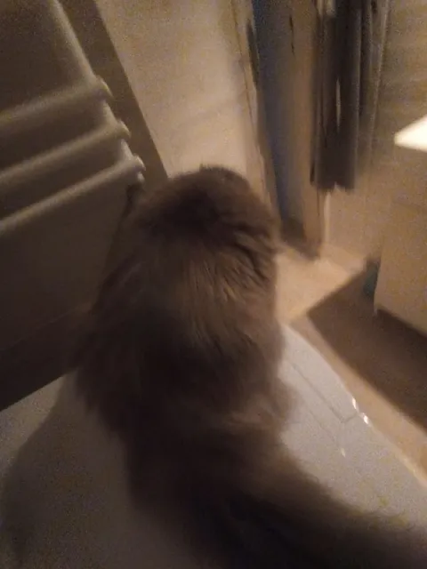 Кот смотрит в окно