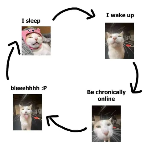 The Chronically Online Cat Cycle