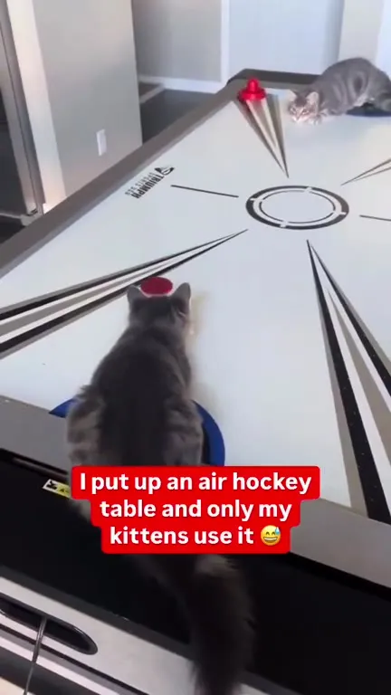 Kittens Play Air Hockey
