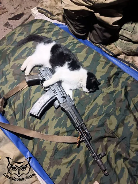 Кот на автомате