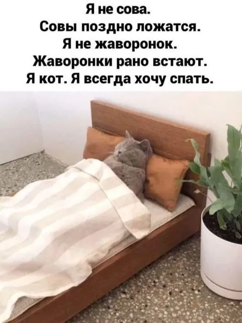Я кот, я всегда хочу спать