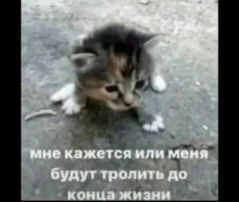 Котики с детской логикой