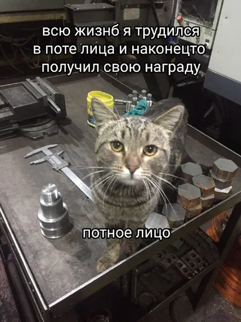 Кот получил награду за труд