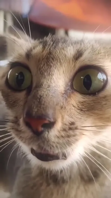 Коты смотрят в камеру