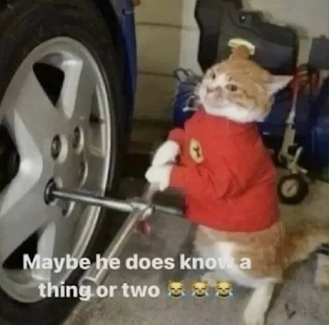 Кот чинит колесо