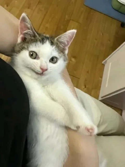 Котёнок на руках