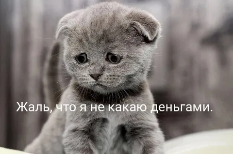 Котёнок жалеет, что не какает деньгами