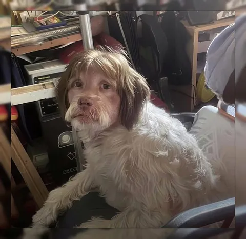Собака с человеческим лицом