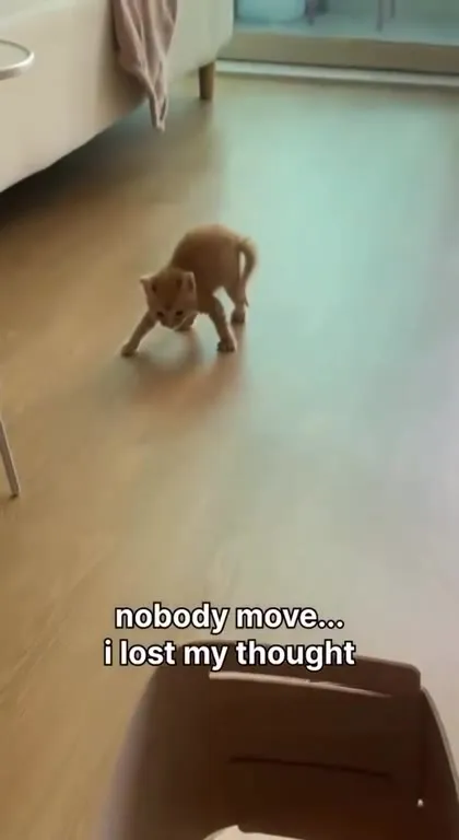 Kitten Lost Its Thought