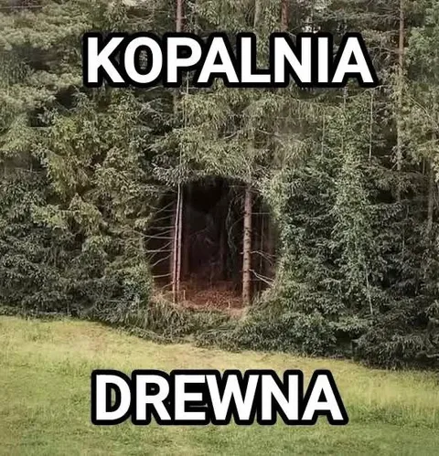 Kopalnia drewna w lesie