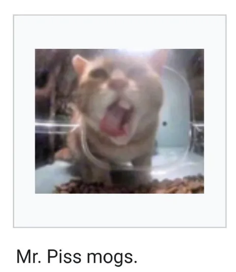 Mr. Piss Mogs Cat