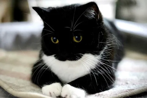 Серьёзный кот в смокинге