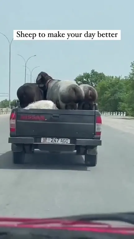 Sheep to Make Your Day Better