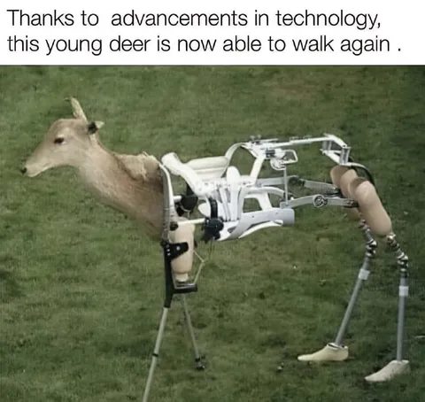 Technology Helps Deer Walk Again