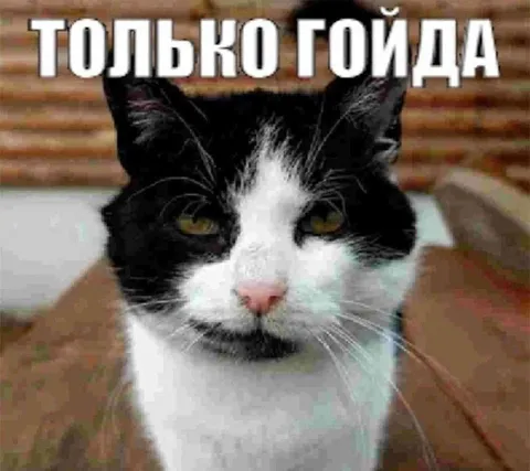 Кот говорит только гойда