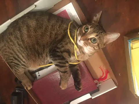 Кот в коробке с подарками