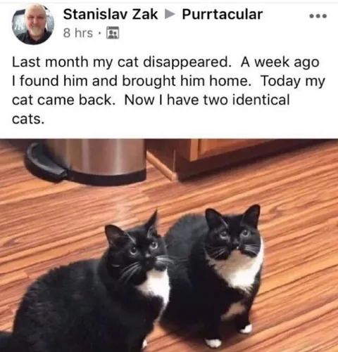 Now I Have Two Identical Cats