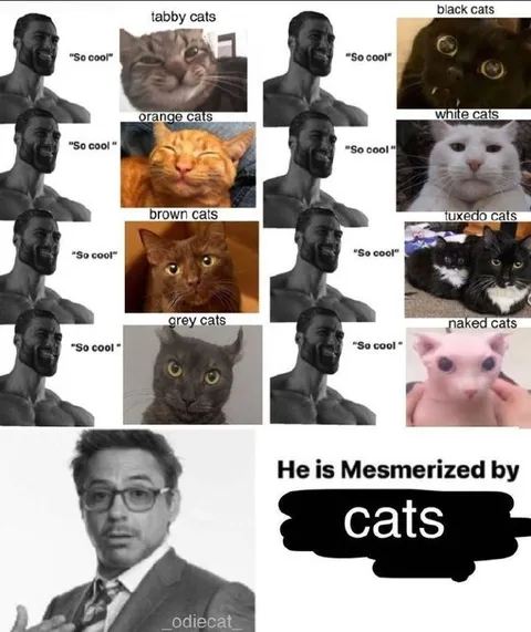 He Is Mesmerized by Cats