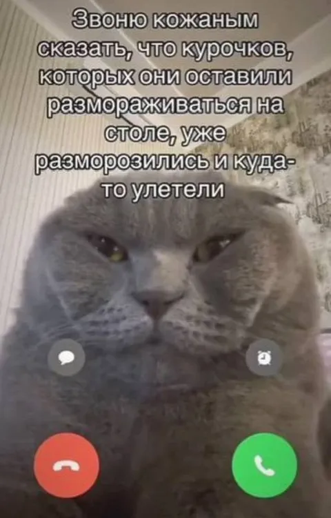 Кот сообщает об улетевших курочках
