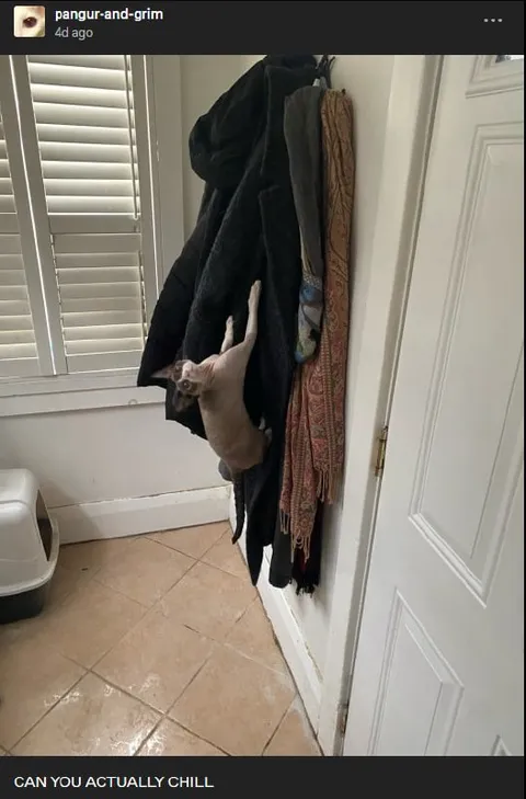 Cat Hanging on the Coat Rack