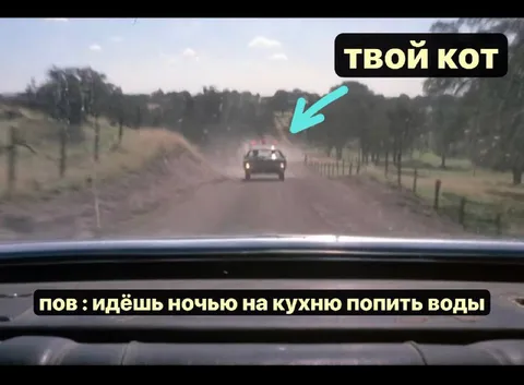 Твой кот следит ночью