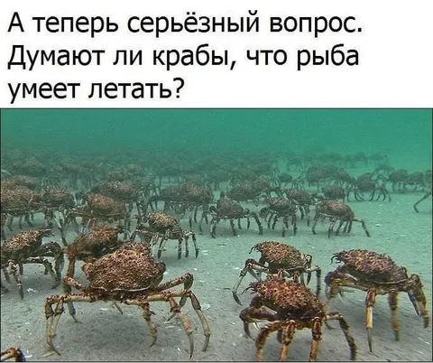 Думают ли крабы о летающих рыбах