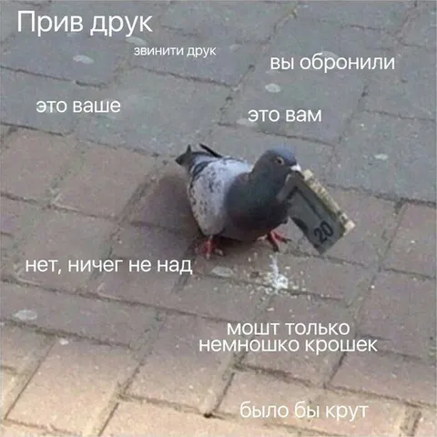 Голубь просит немного крошек