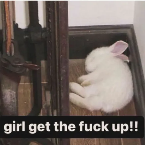 Girl Get the Fuck Up Rabbit