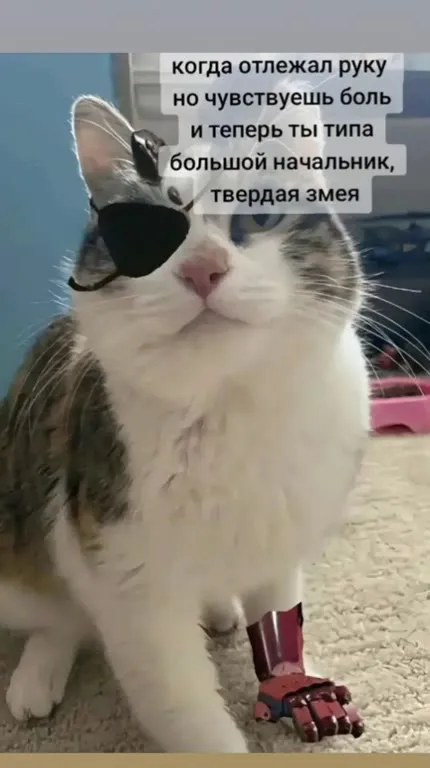 Кот с рукой начальника