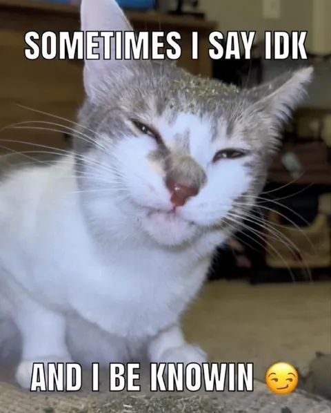 Sometimes I Say IDK Cat