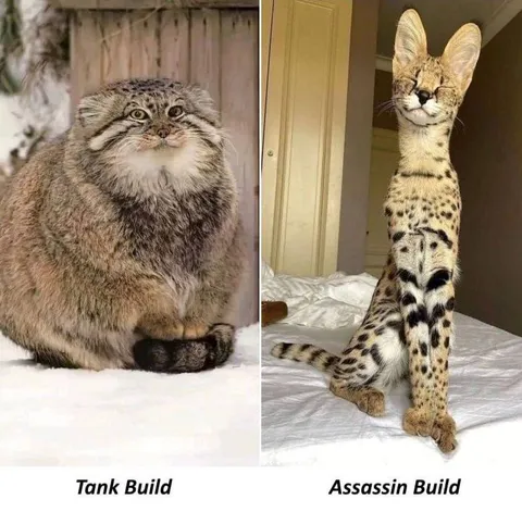 Tank Build vs Assassin Build