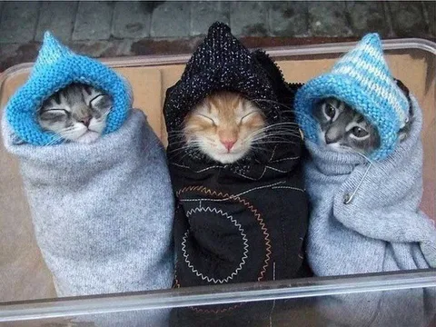 Три котёнка в тёплых свитерах