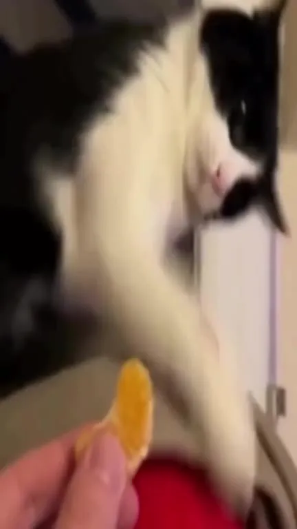 Кот не хочет дольку апельсина