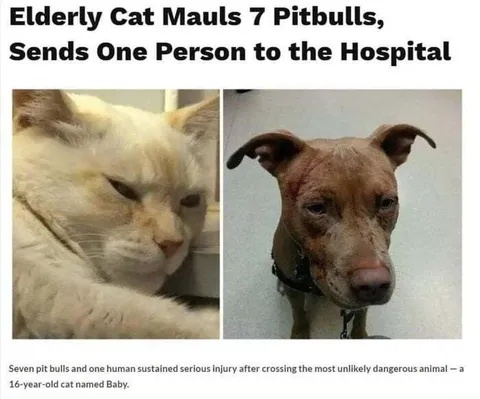 Elderly Cat M assaults Pit Bulls