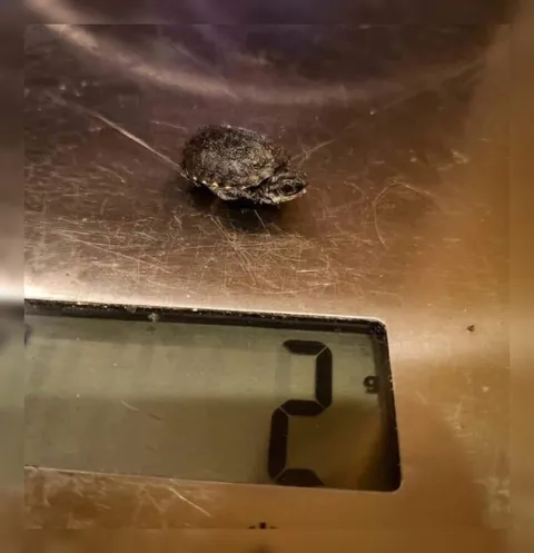 Tiny Frog Weighs Two Grams