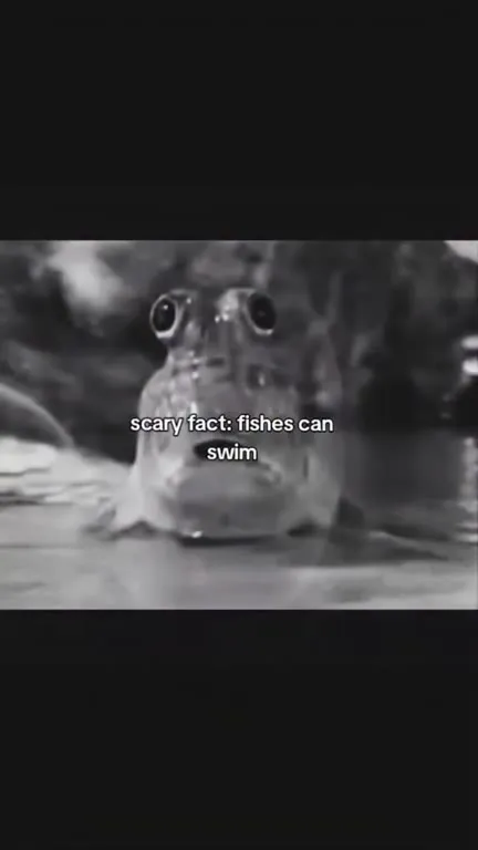 Scary Fact Fish Compilation
